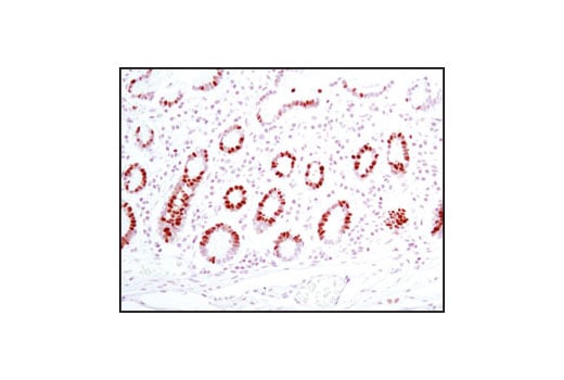 Immunohistochemistry Image 1: MCM2 (D7G11) XP<sup>®</sup> Rabbit mAb (BSA and Azide Free)