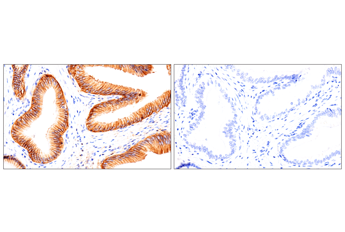 Syndecan 1 (E7F7T) Rabbit Monoclonal Antibody (BSA and Azide Free