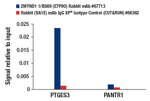 CUT & RUN Image 3: ZMYND11/BS69 (E7P9O) Rabbit Monoclonal Antibody