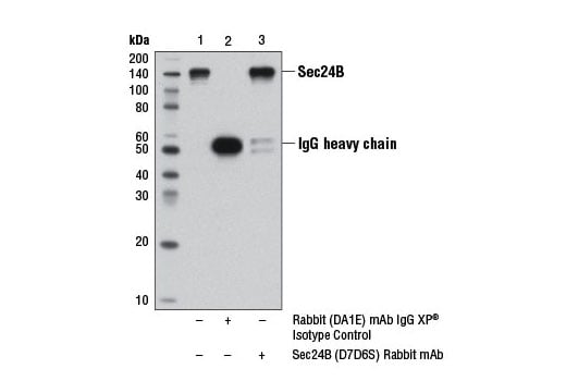Immunoprecipitation Image 1: Sec24B (D7D6S) Rabbit Monoclonal Antibody
