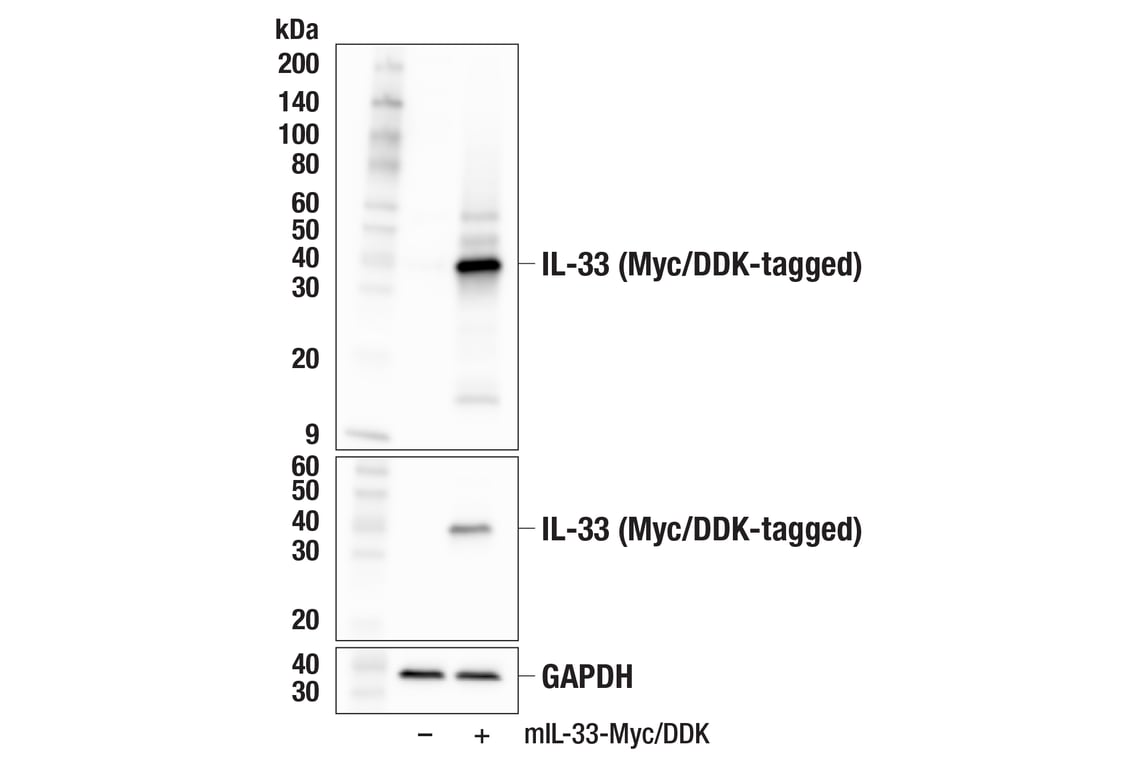 Western Blotting Image 3: IL-33 (F7H4J) Rabbit Monoclonal Antibody