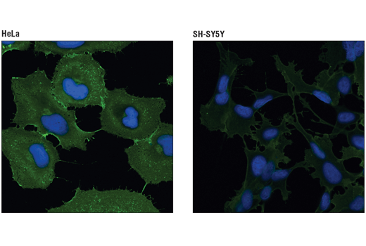 Immunofluorescence Image 1: 4F2hc/SLC3A2 (D5U4G) Rabbit Monoclonal Antibody