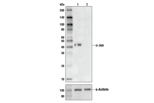 Western Blotting Image 2: c-Jun (60A8) Rabbit Monoclonal Antibody (BSA and Azide Free)
