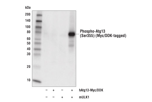 Western Blotting Image 1: Phospho-Atg13 (Ser355) (D6J1W) Rabbit mAb