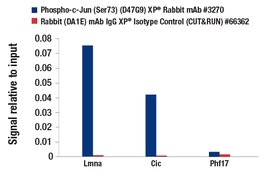 CUT & RUN Image 3: Phospho-c-Jun (Ser73) (D47G9) Rabbit Monoclonal Antibody