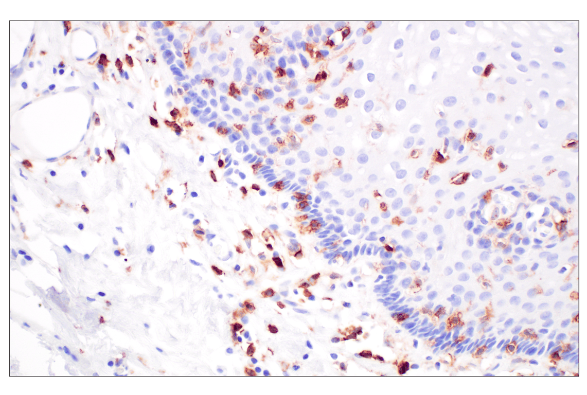 Immunohistochemistry Image 7: CD4 (MSVA-004R) Rabbit Monoclonal Antibody