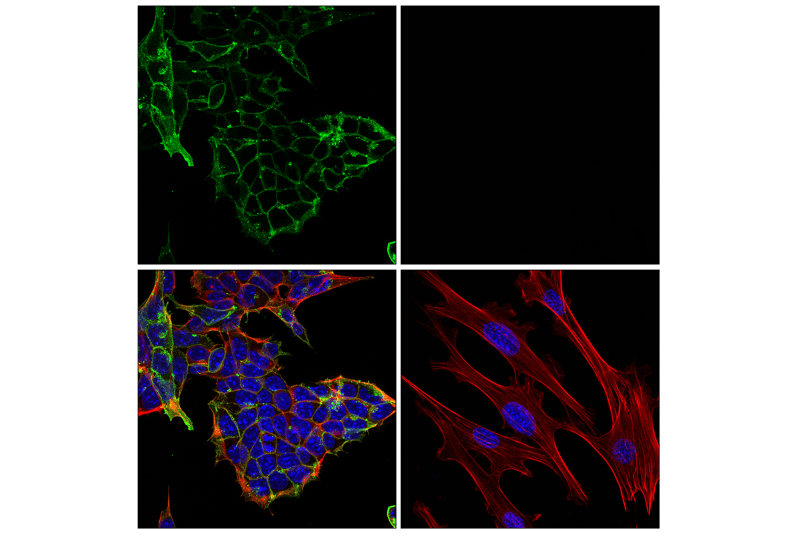 Immunofluorescence Image 1: CD15/SSEA1 (MMA) Mouse Monoclonal Antibody
