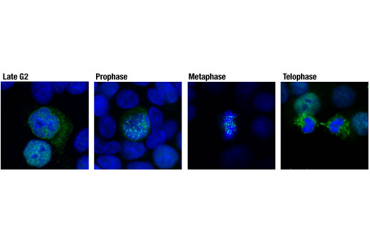 CENP-F (D6X4L) Rabbit mAb (#58982) Datasheet With Images
