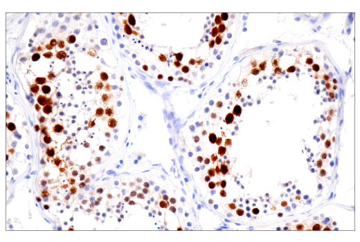 Immunohistochemistry Image 8: Geminin (EM6) Mouse Monoclonal Antibody