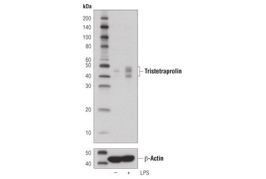 Western Blotting Image 3: Tristetraprolin (D1I3T) Rabbit Monoclonal Antibody