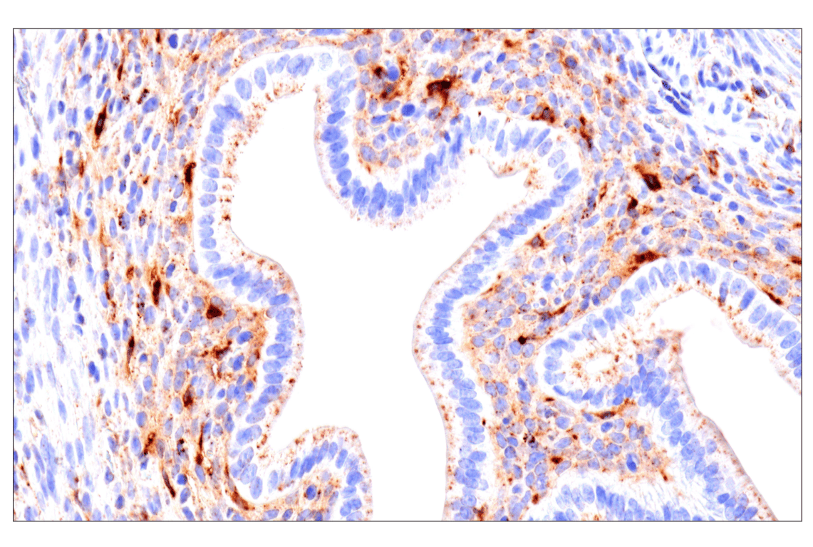 Immunohistochemistry Image 5: HEXB (E9X5S) Rabbit Monoclonal Antibody (BSA and Azide Free)