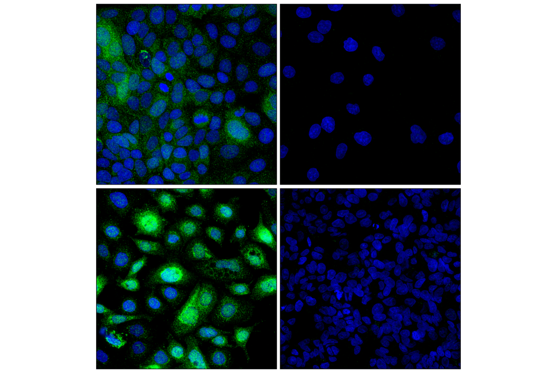 Immunofluorescence Image 1: Bax (E4U1V) Rabbit Monoclonal Antibody (BSA and Azide Free)