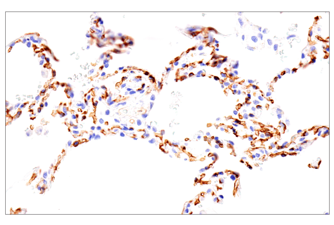 Immunohistochemistry Image 10: EMCN (E3Z4D) Rabbit mAb