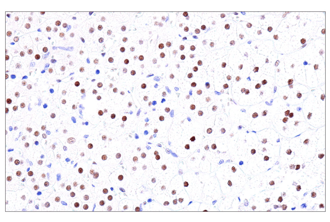 Immunohistochemistry Image 15: GATA-6 (D61E4) Rabbit Monoclonal Antibody