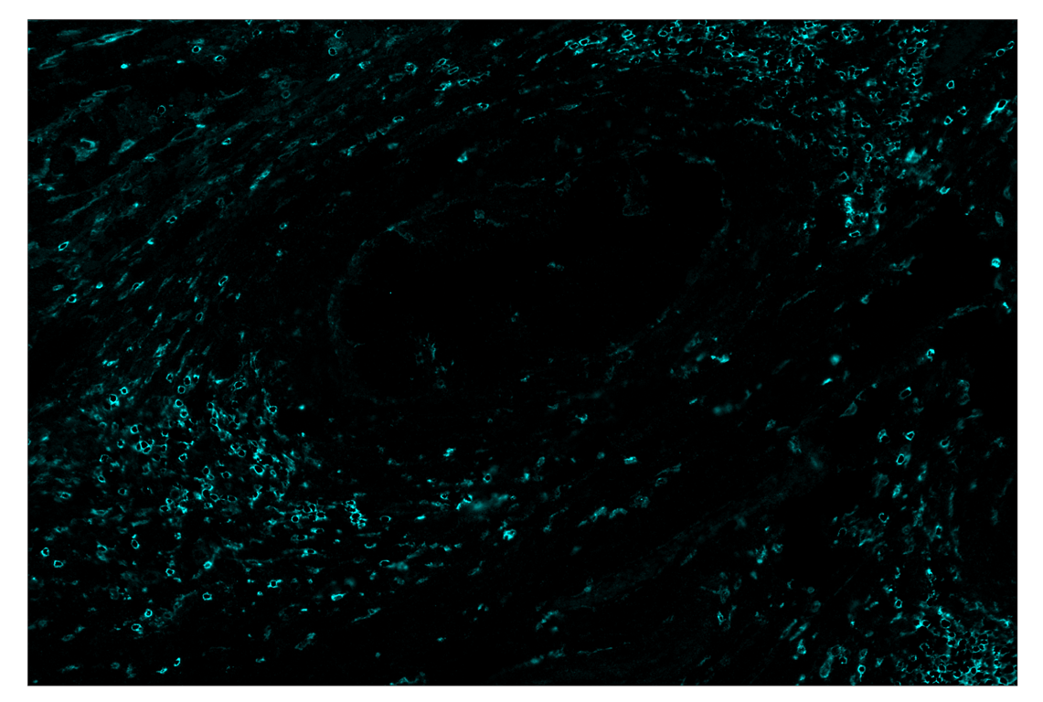 Immunohistochemistry Image 4: CD4 (MSVA-004R) & CO-0071-594 SignalStar<sup>™</sup> Oligo-Antibody Pair