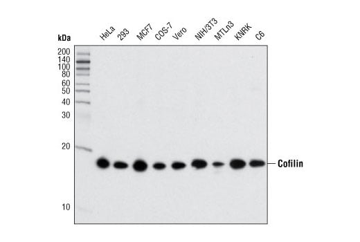 Western Blotting Image 1: Cofilin (D3F9) XP<sup>®</sup> Rabbit mAb