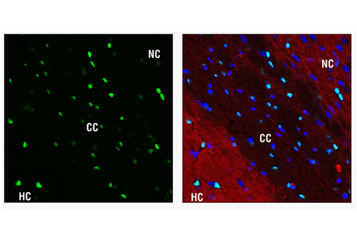 Immunofluorescence Image 2: Sox10 (E2V9N) Rabbit Monoclonal Antibody