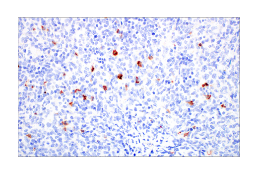 Immunohistochemistry Image 2: CD57 (HNK-1) Mouse Monoclonal Antibody