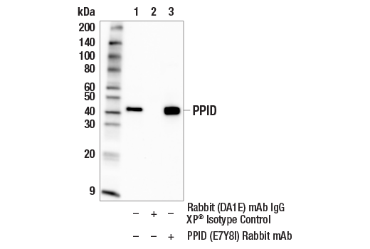 Immunoprecipitation Image 1: PPID (E7Y8I) Rabbit Monoclonal Antibody