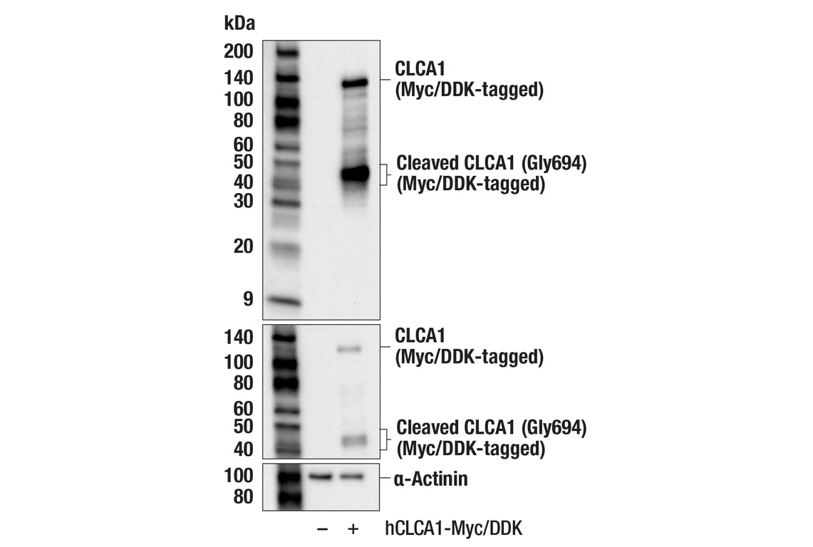 Western Blotting Image 2: CLCA1 (E4Y1J) Rabbit Monoclonal Antibody