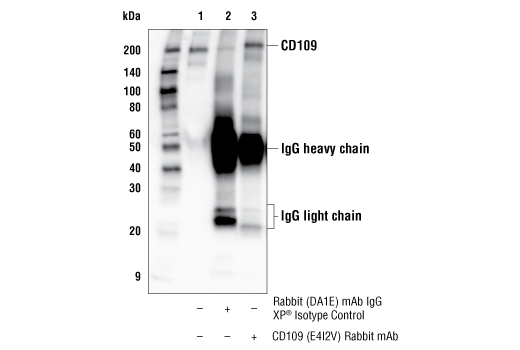 Immunoprecipitation Image 1: CD109 (E4I2V) Rabbit Monoclonal Antibody