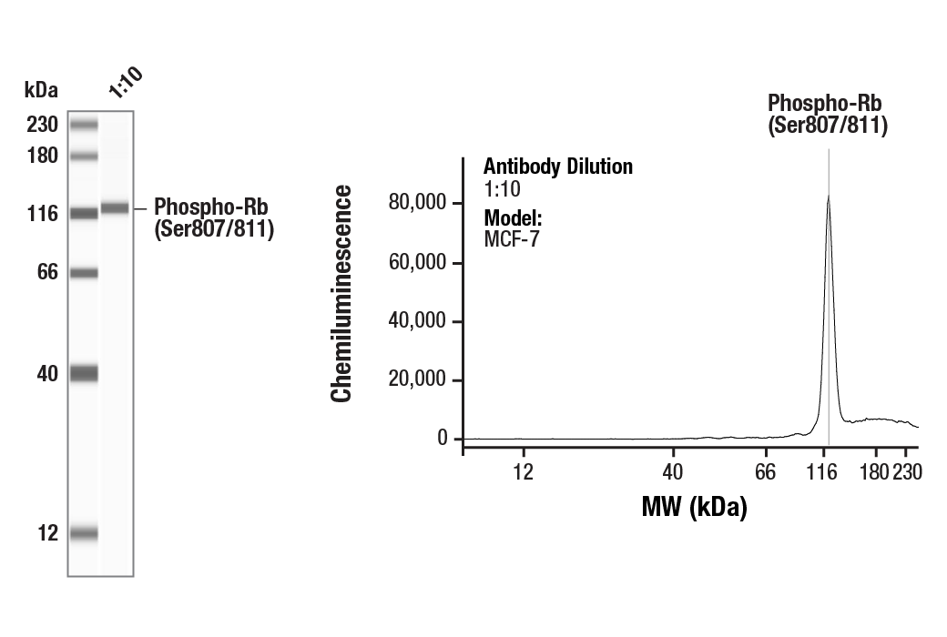 undefined Image 33: Rb Antibody Sampler Kit