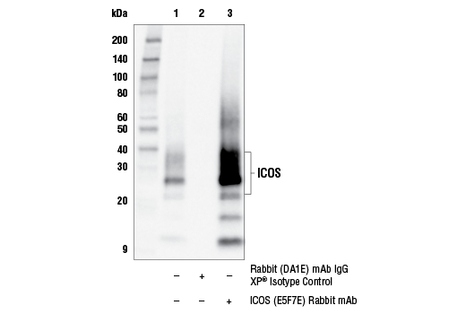 Immunoprecipitation Image 1: ICOS (E5F7E) Rabbit Monoclonal Antibody