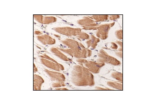 Immunohistochemistry Image 2: Pan-Actin Antibody