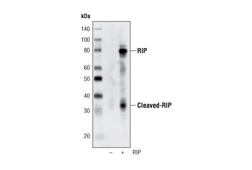 Western Blotting Image 2: RIP (D94C12) Rabbit Monoclonal Antibody (BSA and Azide Free)