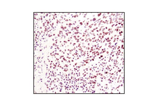 Immunohistochemistry Image 2: Di-Methyl-Histone H3 (Lys4) (C64G9) Rabbit Monoclonal Antibody