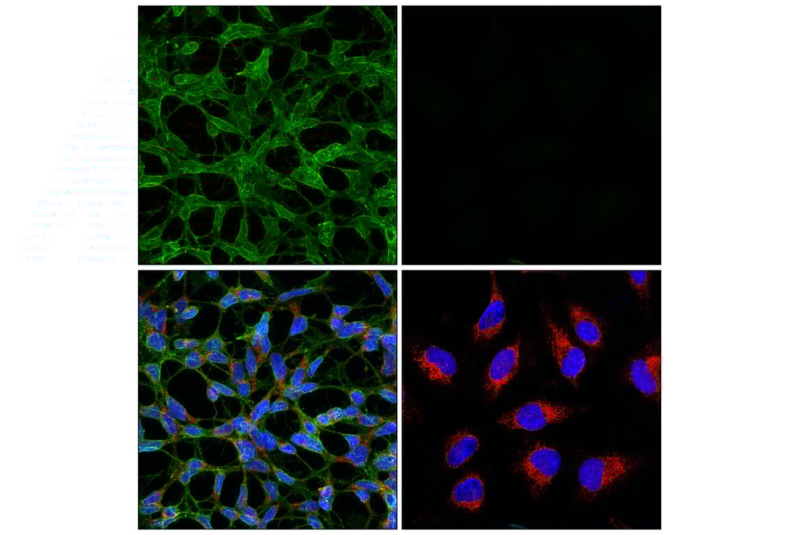 Immunofluorescence Image 1: GPC2 (CT3) Mouse Monoclonal Antibody