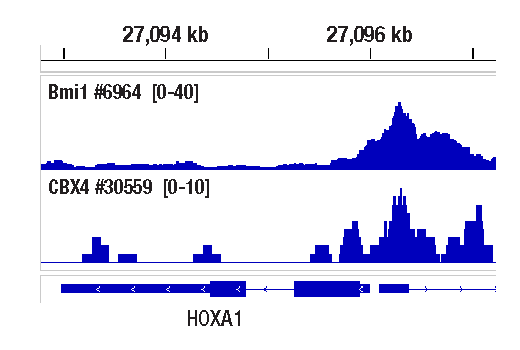 CUT & RUN Image 1: Bmi1 (D20B7) Rabbit Monoclonal Antibody