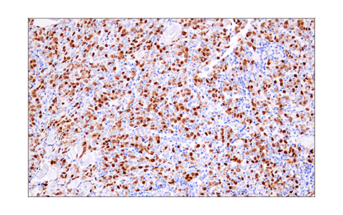 Immunohistochemistry Image 6: Geminin (E5Q9S) Rabbit Monoclonal Antibody (BSA and Azide Free)