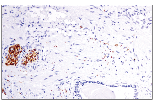 Immunohistochemistry Image 3: Tyrosine Hydroxylase (E2L6M) Rabbit Monoclonal Antibody (BSA and Azide Free)