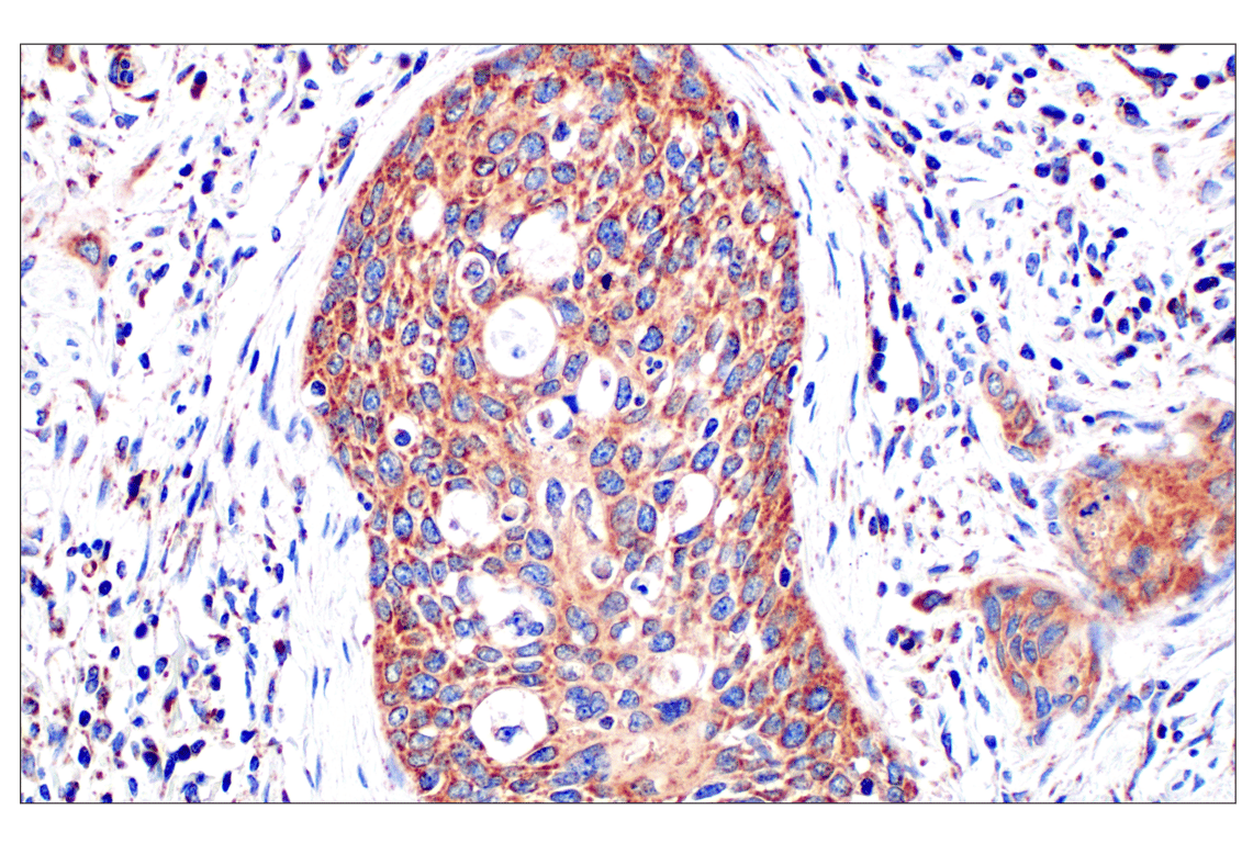 Immunohistochemistry Image 3: Frataxin (F4V2S) Rabbit Monoclonal Antibody (BSA and Azide Free)