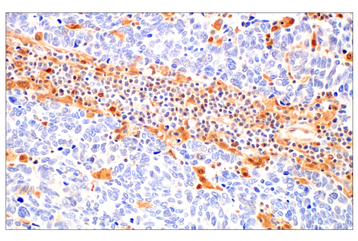 Immunohistochemistry Image 1: Caspase-1 (E4R8K) Rabbit Monoclonal Antibody