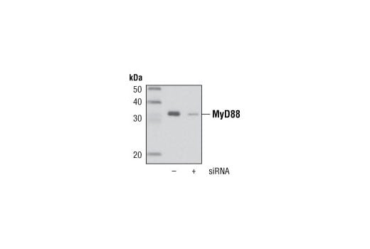 undefined Image 13: Myddosome Complex Antibody Sampler Kit