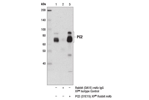 Immunoprecipitation Image 1: PC2 (D1E1S) Rabbit Monoclonal Antibody