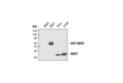 Western Blotting Image 1: NEK7 (C34C3) Rabbit mAb