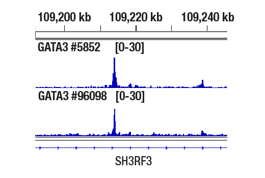 CUT & RUN Image 1: GATA-3 (E2N1Y) Mouse Monoclonal Antibody