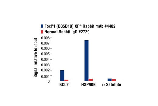 Chromatin Immunoprecipitation Image 1: FoxP1 (D35D10) XP<sup>®</sup> Rabbit mAb