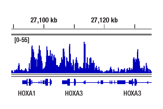 CUT & RUN Image 1: EED (E4L6E) Rabbit Monoclonal Antibody