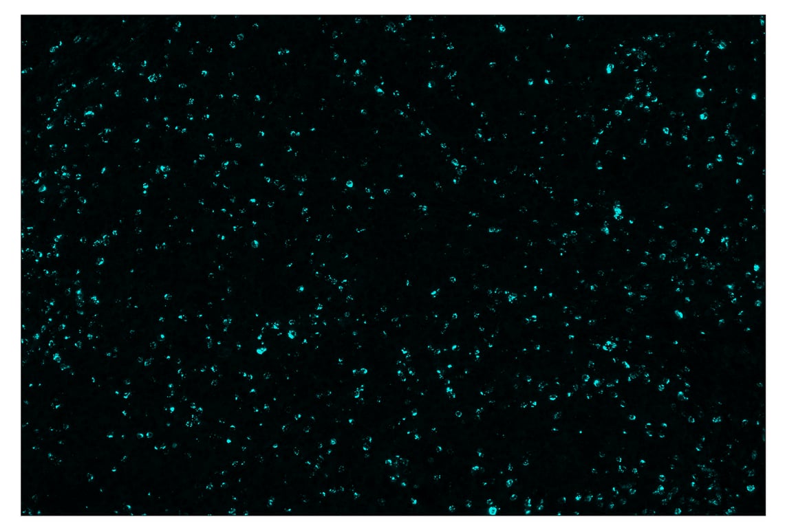 Immunohistochemistry Image 5: Granzyme B (D6E9W) & CO-0009-647 SignalStar<sup>™</sup> Oligo-Antibody Pair