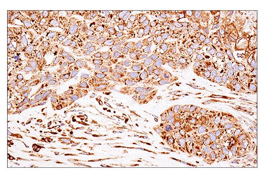 Immunohistochemistry Image 5: PDI (E7O2R) Mouse Monoclonal Antibody