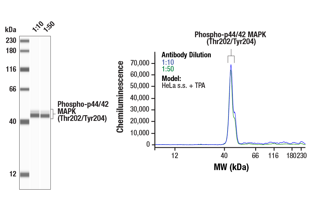 undefined Image 7: Cannabinoid Receptor 1 Downstream Signaling Antibody Sampler Kit