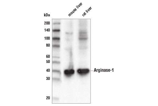 Western Blotting Image 2: Arginase-1 (D4E3M) Rabbit Monoclonal Antibody (BSA and Azide Free)
