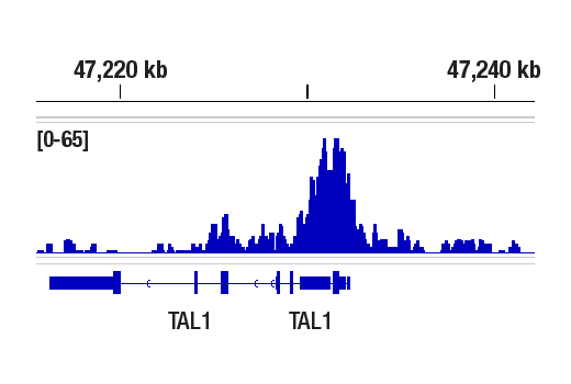 CUT & RUN Image 1: CBX2 (E3N6A) Rabbit Monoclonal Antibody