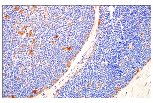 Immunohistochemistry Image 6: Caspase-1 (E4R8K) Rabbit Monoclonal Antibody