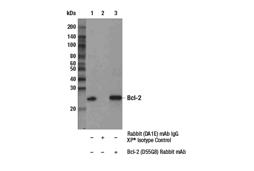 undefined Image 18: Pro-Survival Bcl-2 Family Antibody Sampler Kit