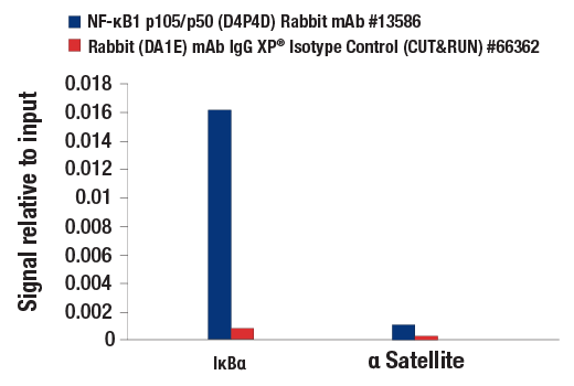 undefined Image 29: NF-kappaB Family Antibody Sampler Kit II
